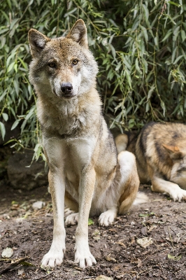 View wildlife fur sitting Photo