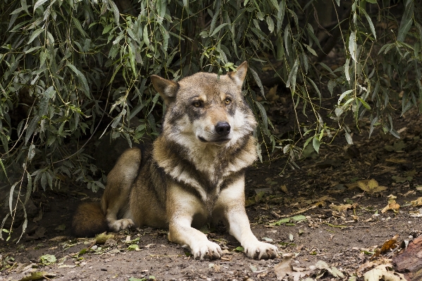 View dog wildlife mammal Photo