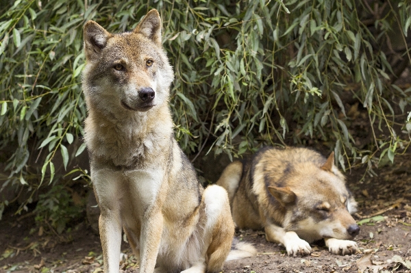 View wildlife fur sitting Photo