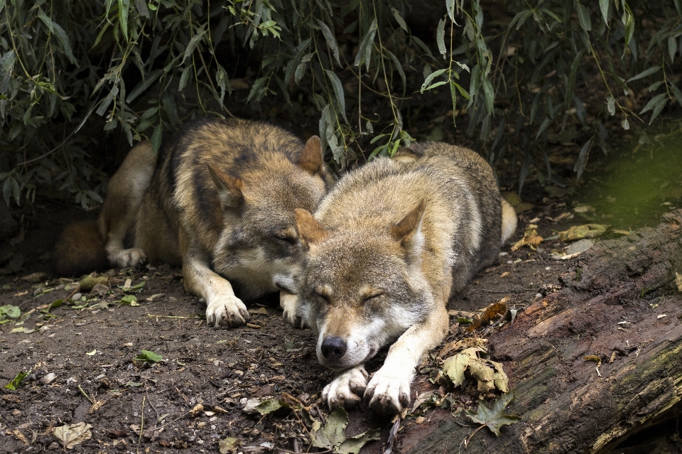 Tierwelt schlafen säugetier wolf