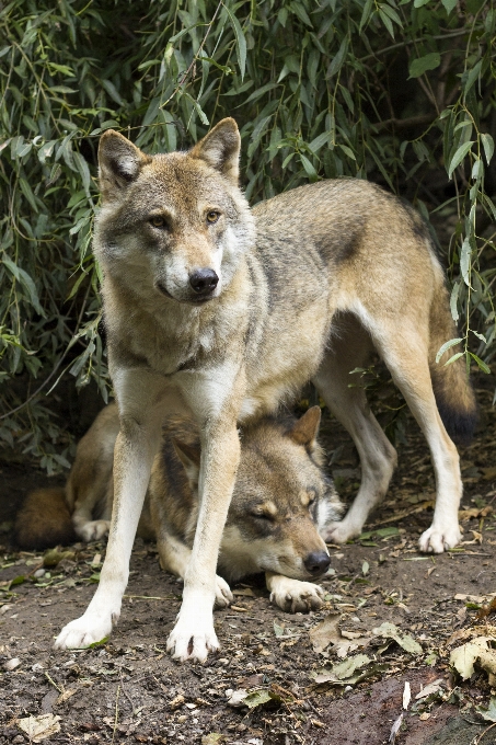 View wildlife mammal wolf