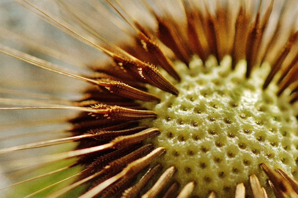 Naturaleza planta fotografía diente de león