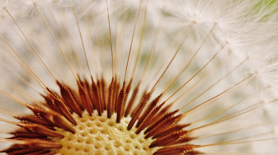 Naturaleza planta fotografía diente de león