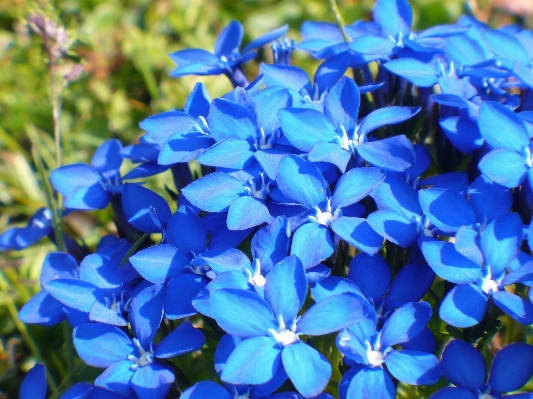 Nature blossom plant hiking Photo