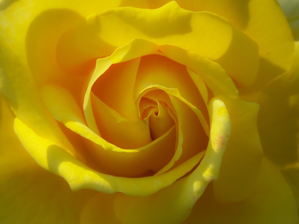 Natur blüte anlage fotografie