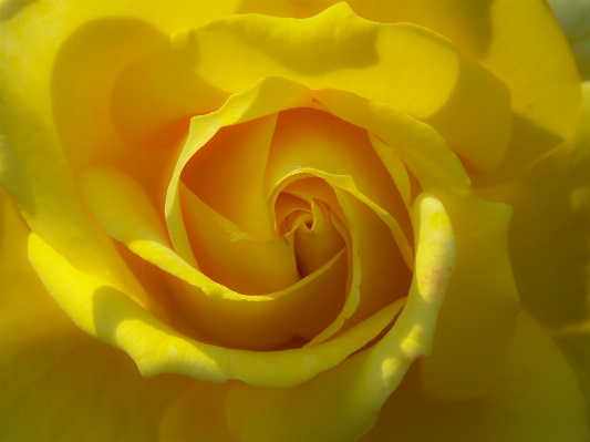 Foto Naturaleza florecer planta fotografía