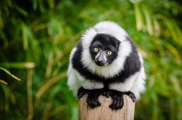 Foto Alam hutan satwa imut-imut