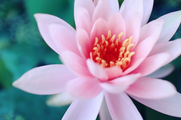 Water nature blossom plant Photo