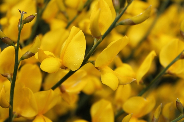 Nature branch blossom plant Photo