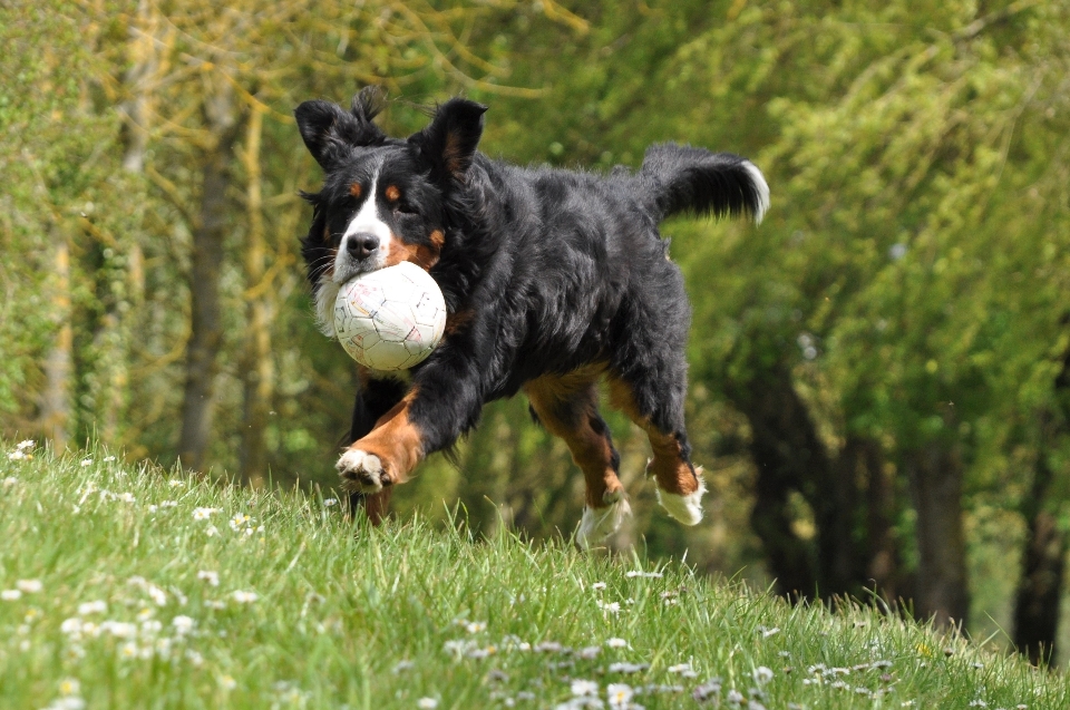 Nature herbe chien animal