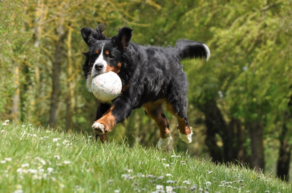 Foto Alam rumput anjing satwa