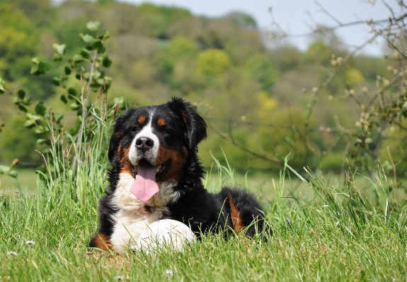 Foto Alam anjing satwa imut-imut