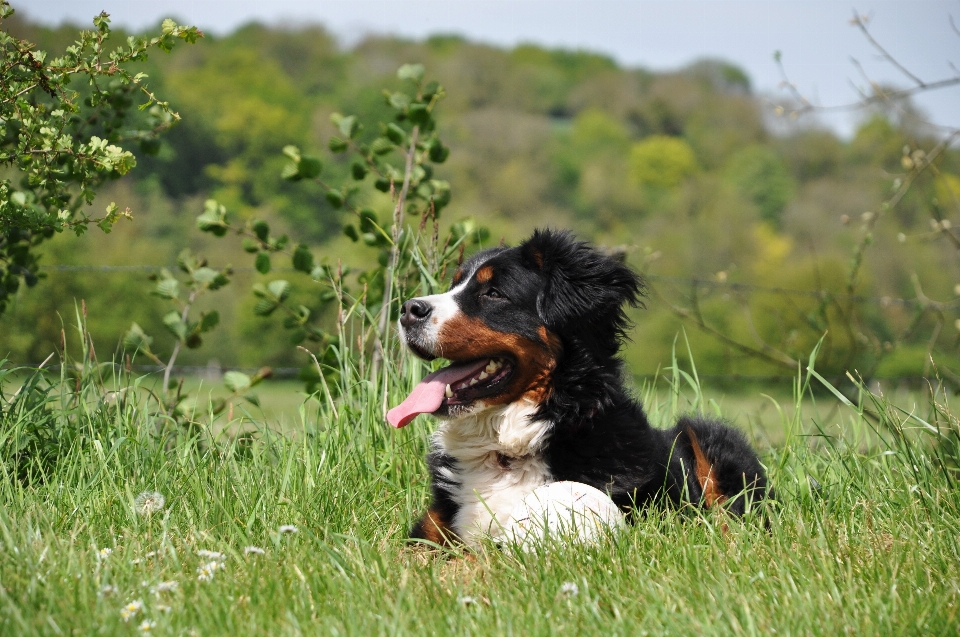 Nature herbe chien animal