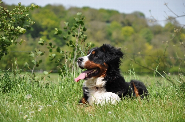 Foto Alam rumput anjing satwa