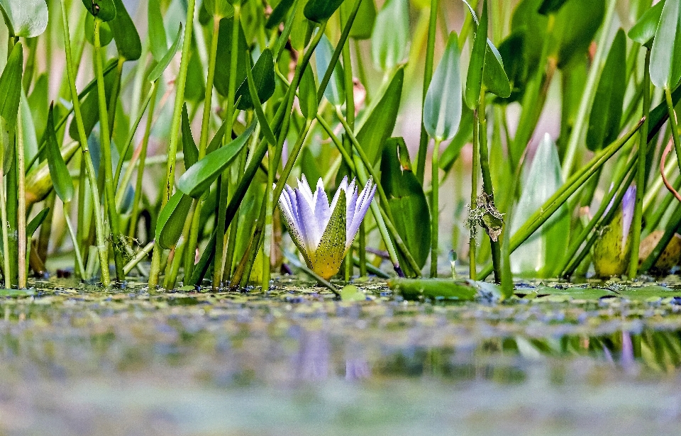 Wasser natur gras sumpf