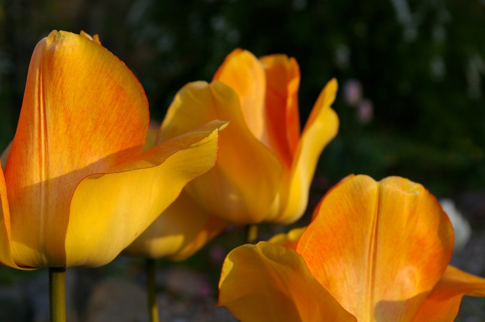 Nature blossom open plant