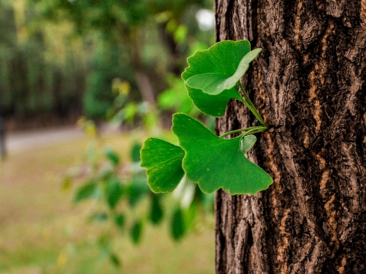 Tree nature forest branch Photo