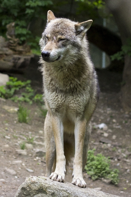 Profil dzikiej przyrody ogród zoologiczny futro