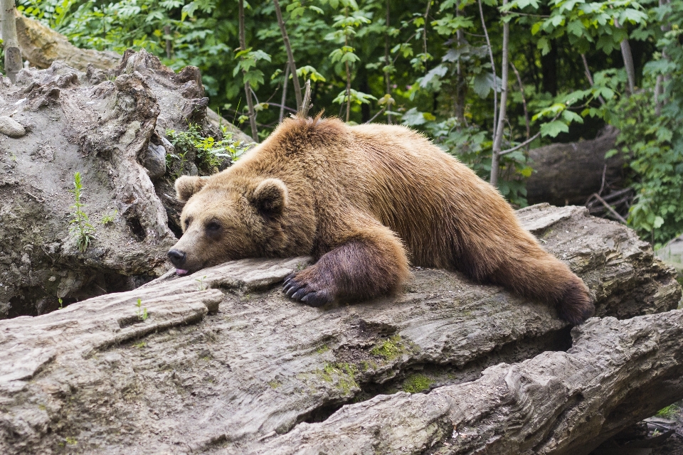 Animal oso fauna silvestre zoo