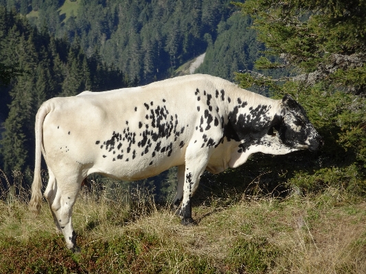 Nature grass meadow cow Photo