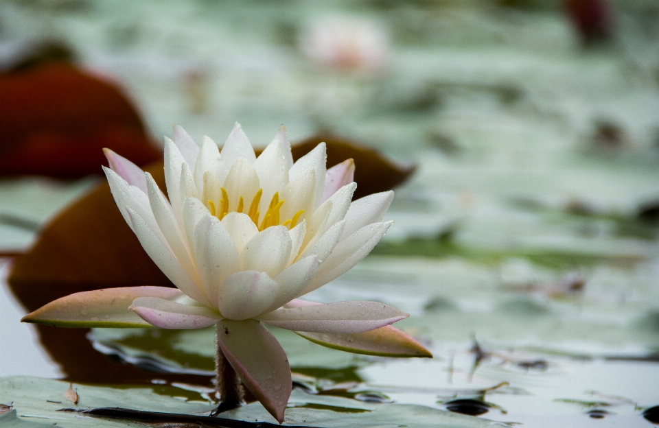 Nature fleurir usine feuille