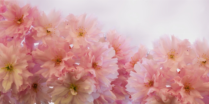 Zweig blüte anlage blume Foto