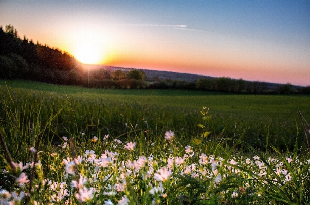 Zdjęcie Krajobraz drzewo natura trawa