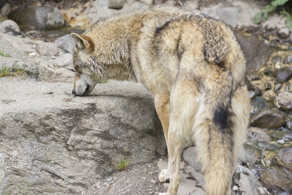 Foto Canino
 calcolo profilo animali selvatici