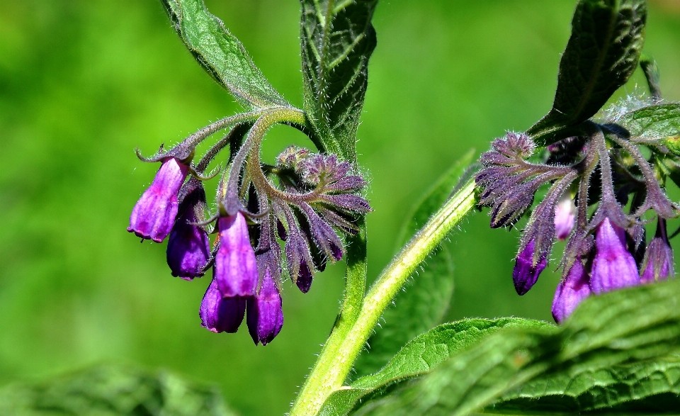 Natureza plantar flor primavera