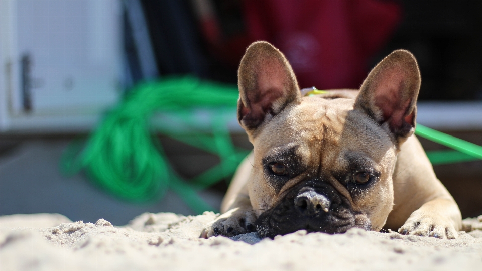 Praia costa filhote de cachorro