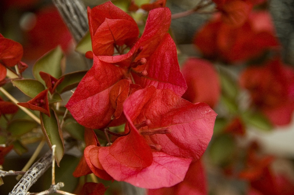 Fiore pianta foglia petalo