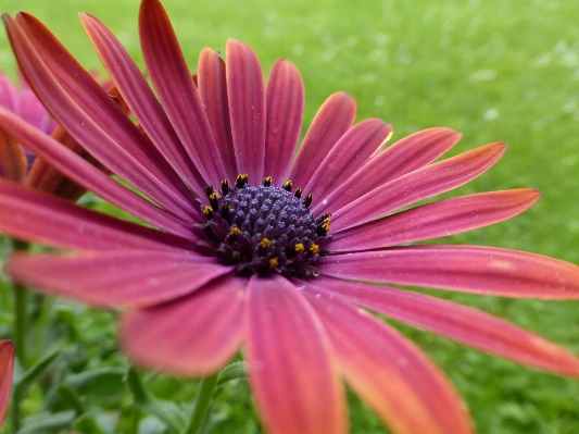 Nature blossom plant photography Photo