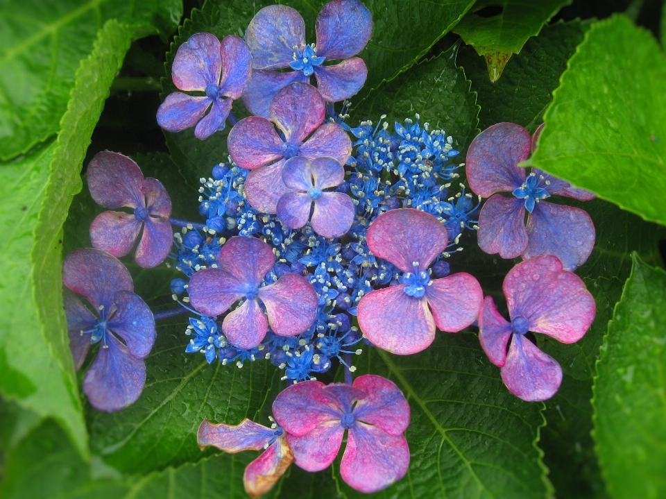 植物 雨 花 紫色的