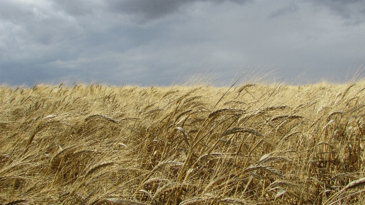 Grass plant field wheat Photo