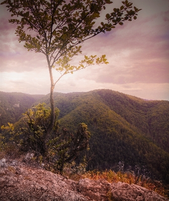 Landscape tree nature forest Photo