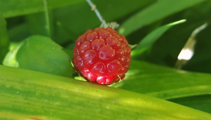 植物 フルーツ ベリー 葉 写真