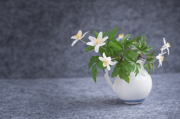 Blossom plant white flower Photo