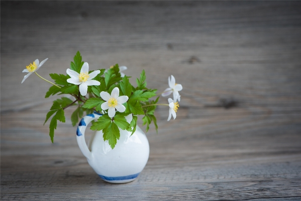 Blossom plant white flower Photo