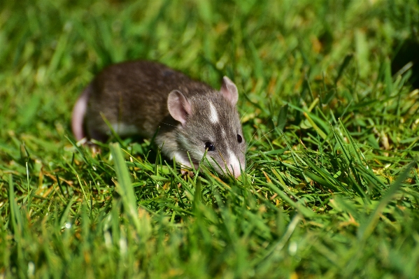 Nature grass sweet mouse Photo