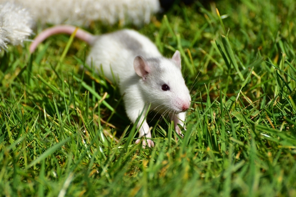 Grass sweet mouse cute Photo