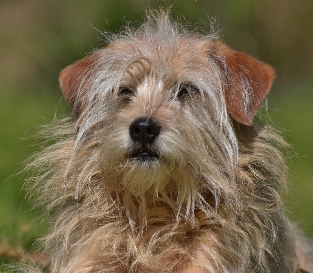 Foto Capelli cane animale carino