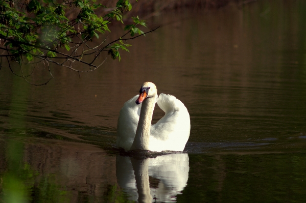 Photo Eau nature oiseau lac