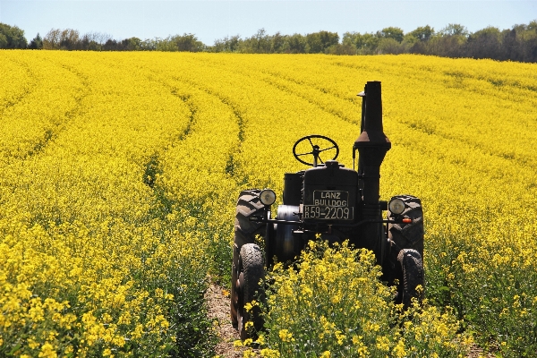 Nature plant tractor field Photo