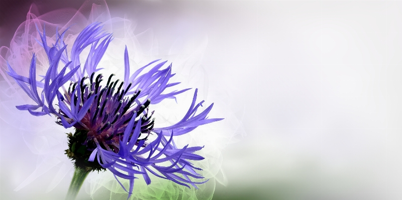 Blossom plant photography flower Photo