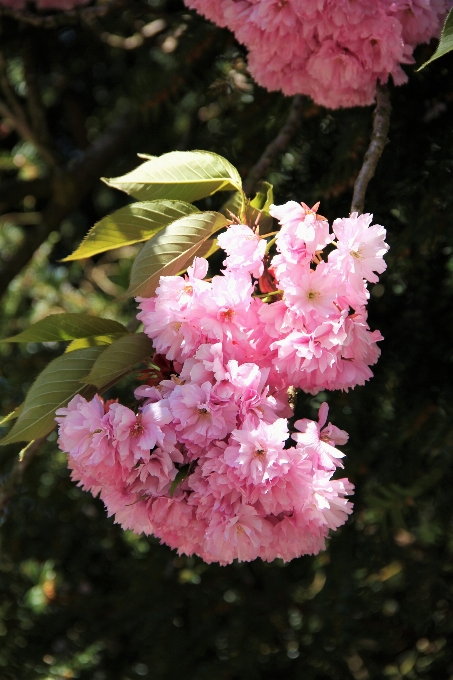 Tree nature branch blossom