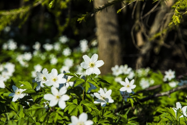 Nature forest grass blossom Photo