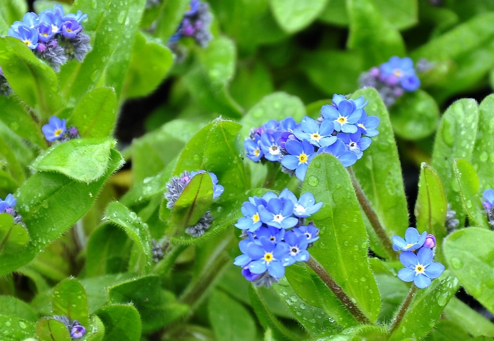 Pianta fiore erba flora