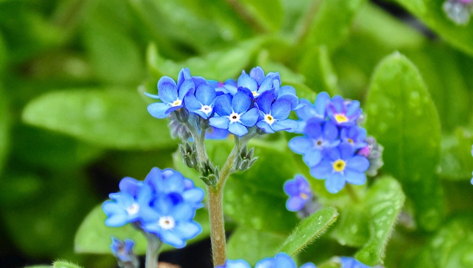 Nature usine fleur herbe