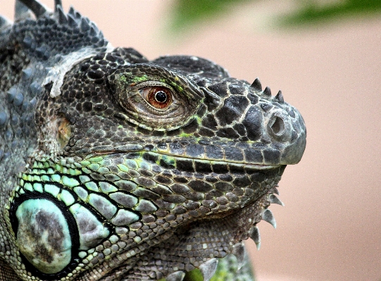 Natur tier tierwelt grün Foto