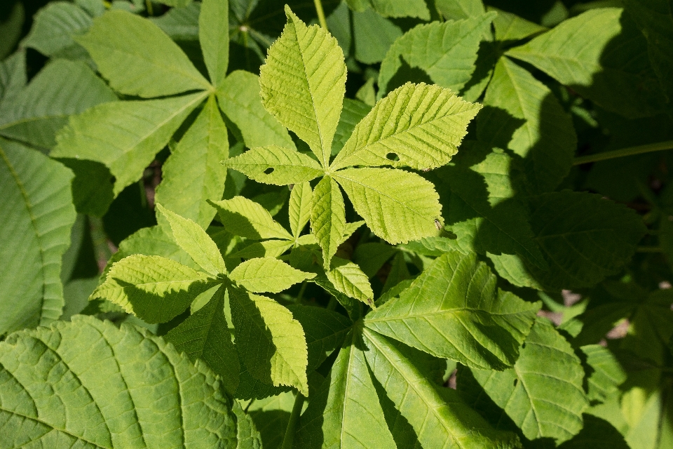 树 分支 植物 叶子